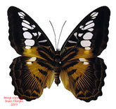 Parthenos sylvia (Philippines)